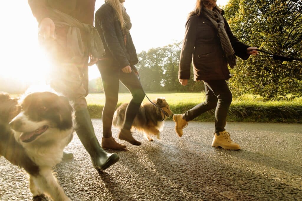 Family on a walk with their dogs